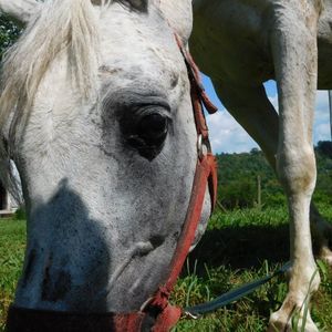 Meet your Posher, Ronnie